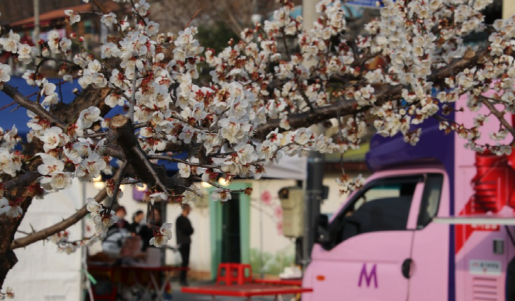 양산 원동 매화축제