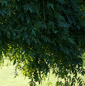 더위 먹었을때 증상