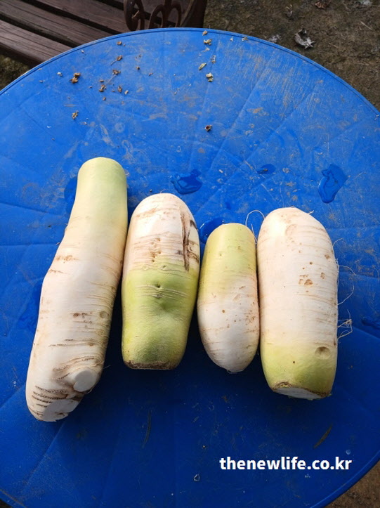 껍질에 풍부한 비타민C를 섭취하기 위해 깨끗하게 손질하여 껍질째 요리 가능한 신선한 무