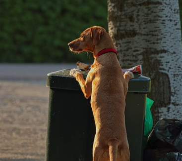 강아지 배가본드