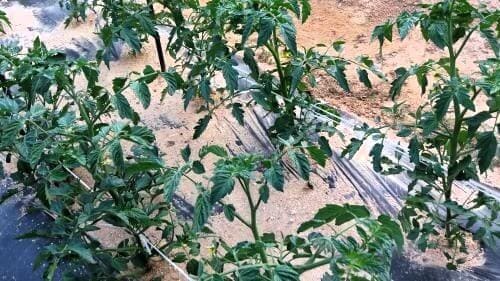 토마토-방울토마토-곁가지-곁순-측지-순지르기-제거-정지법