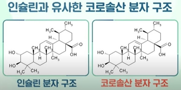 인슐린과 유사한 코로솔산 분자구조 비교 사진