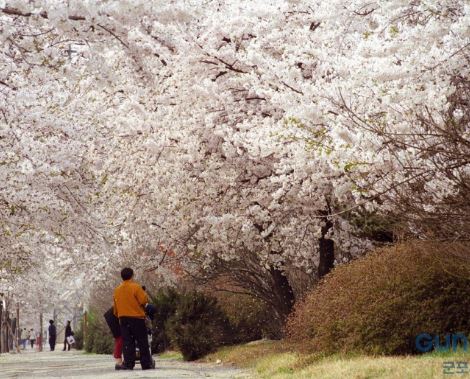 군포 벚꽃