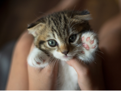 고양이가 집에 들어오는 꿈 해몽 해석 행운일까?