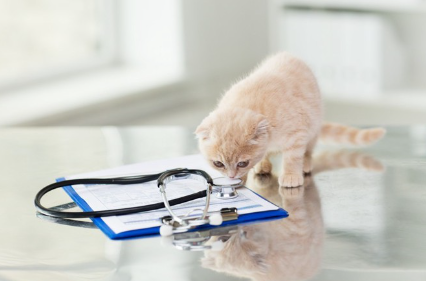 청진기와 고양이.