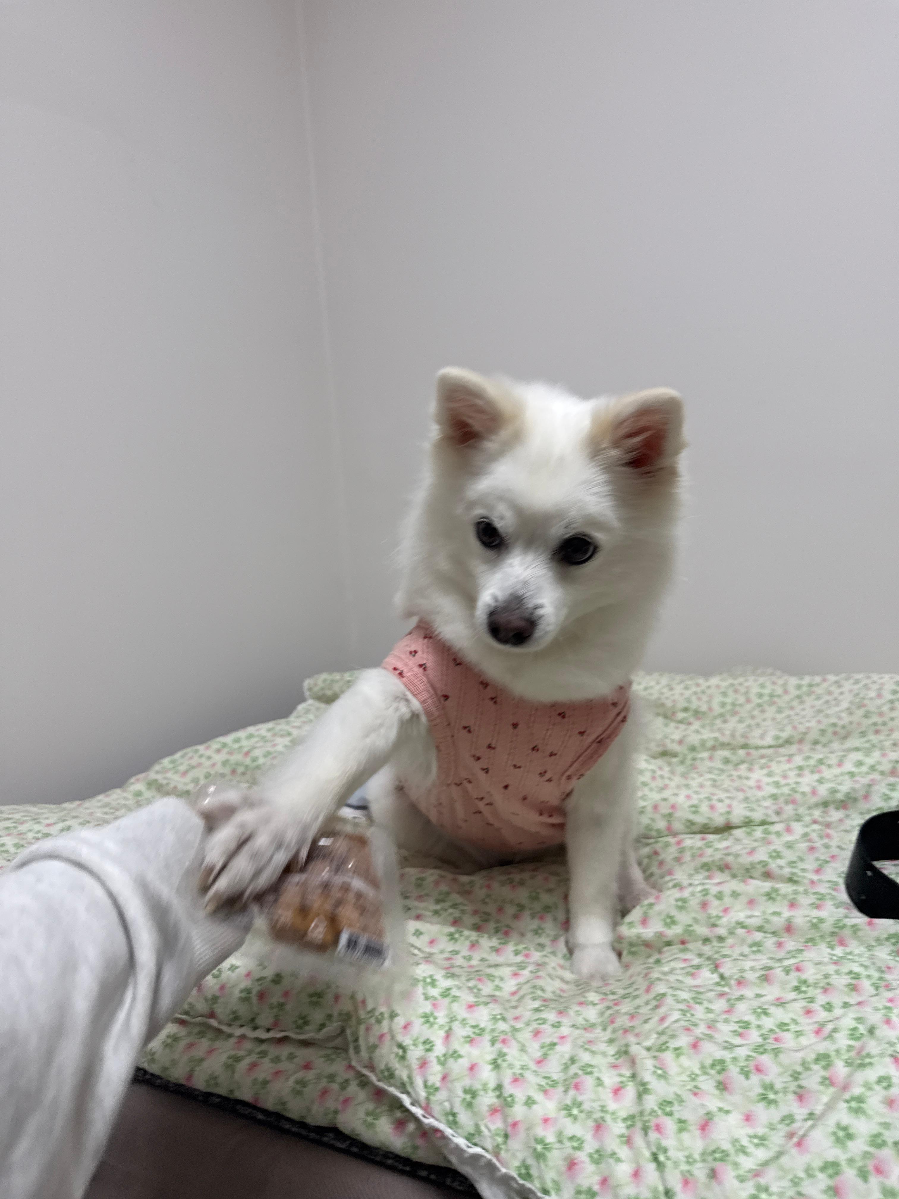 스피츠