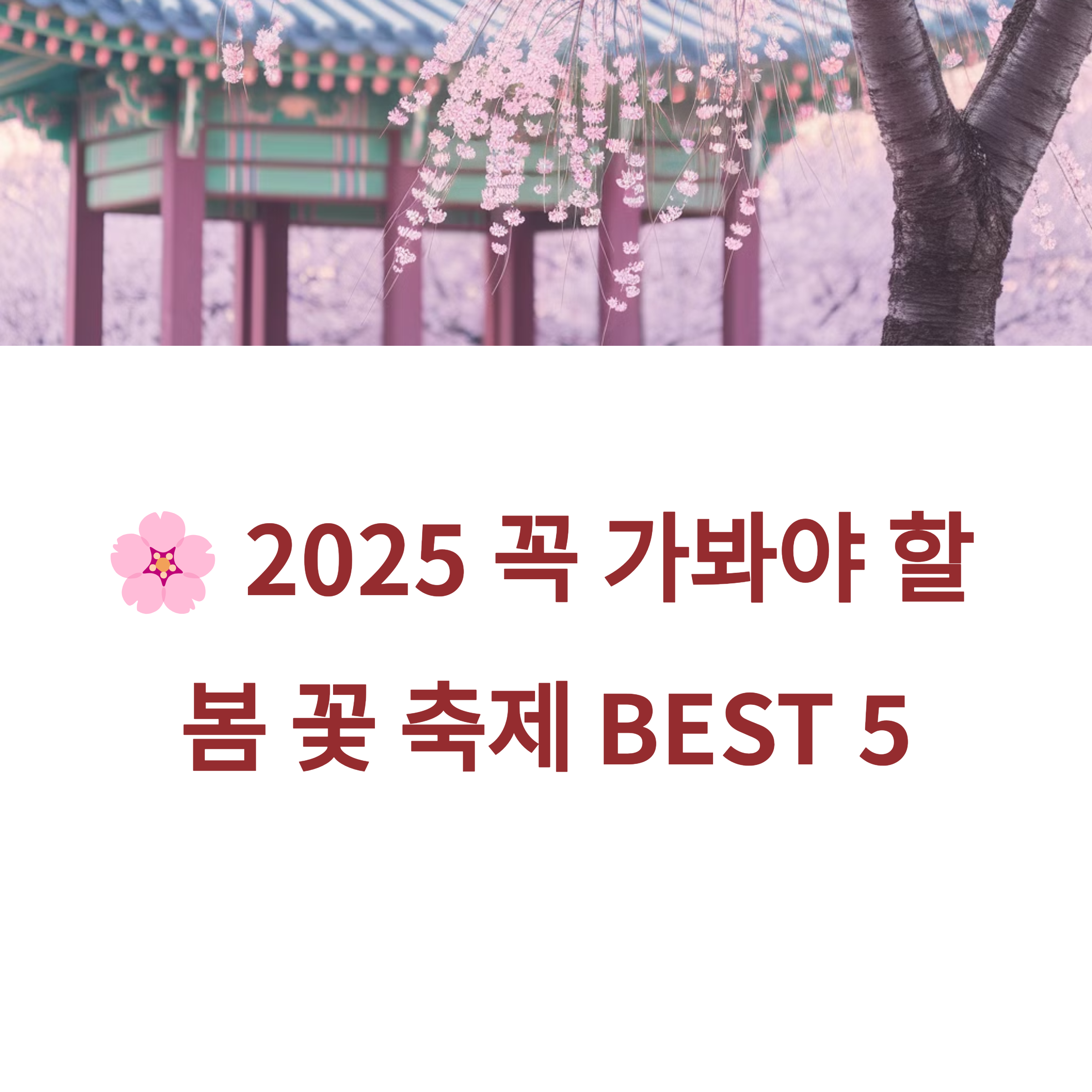 2025 봄 꽃 축제, 진해 군항제, 광양 매화, 구례 산수유, 에버랜드 튤립,태안 세계튤립곷박람회
