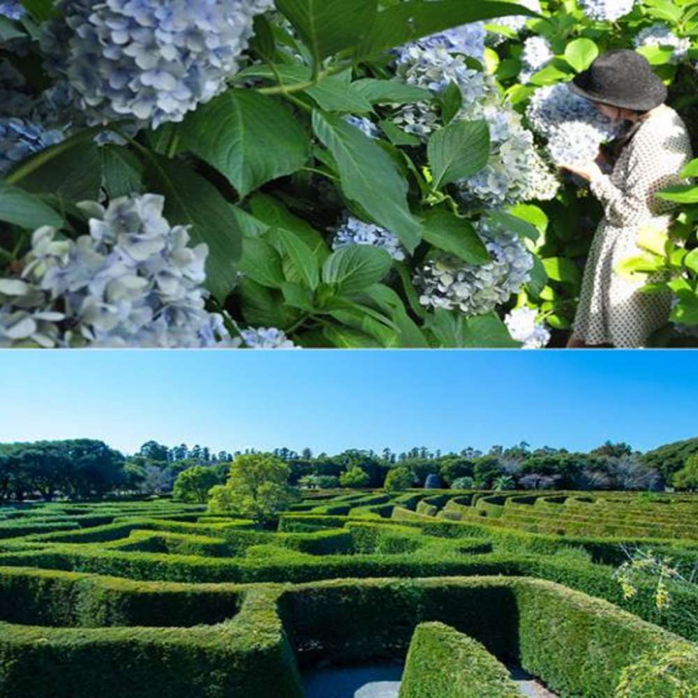 제주도-가볼만한곳-10곳-카멜리아힐1