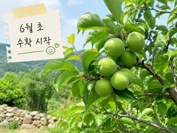 매실 수확시기