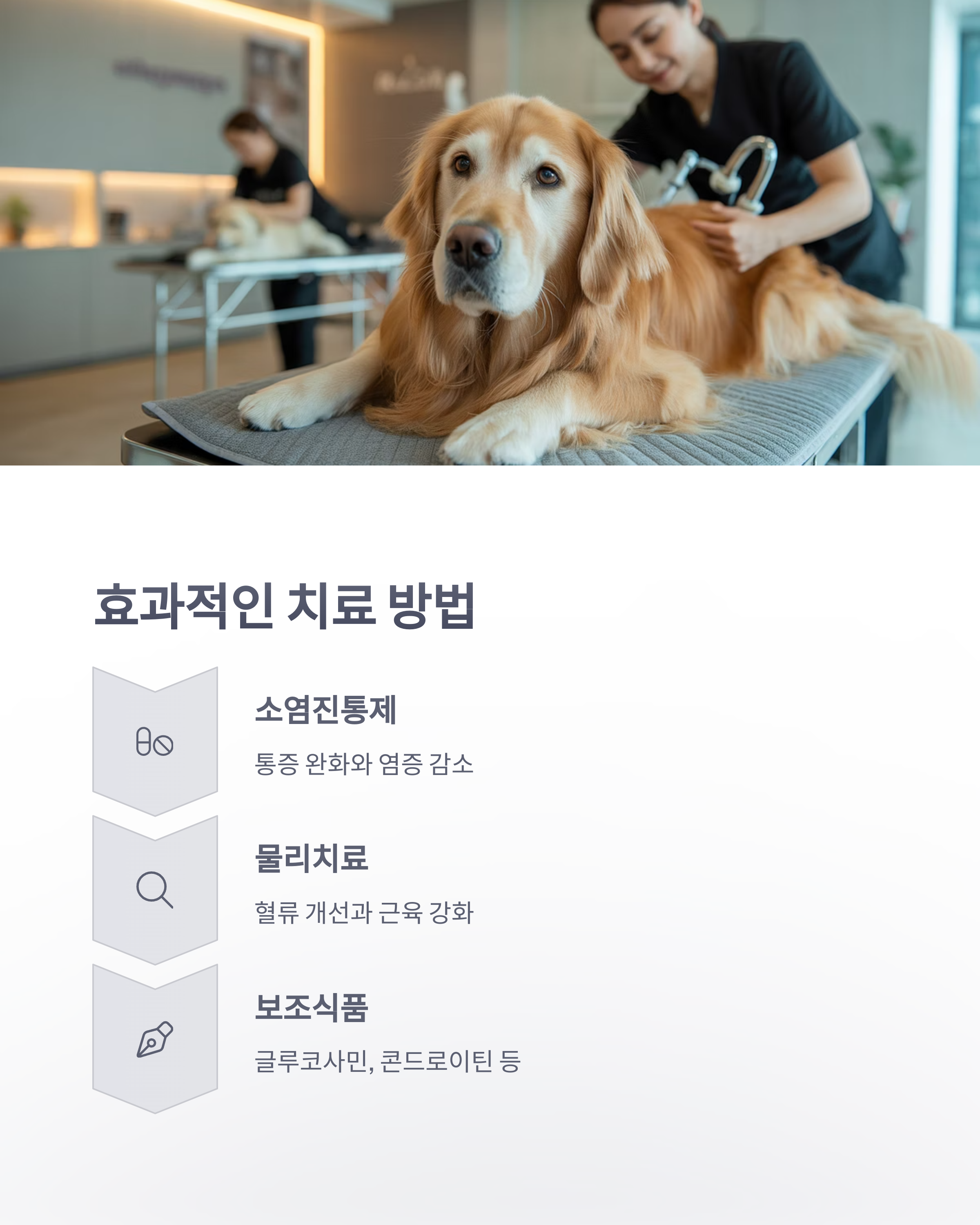 참조-반려동물-관절염-4