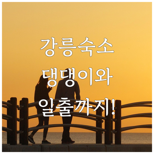반려견 동반부터 일출 명소까지 강릉 ..