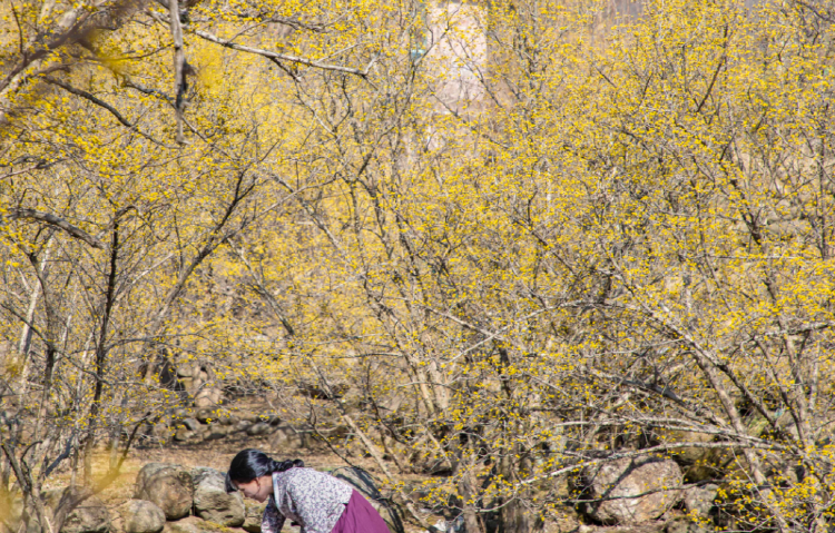 구례 산수유축제
