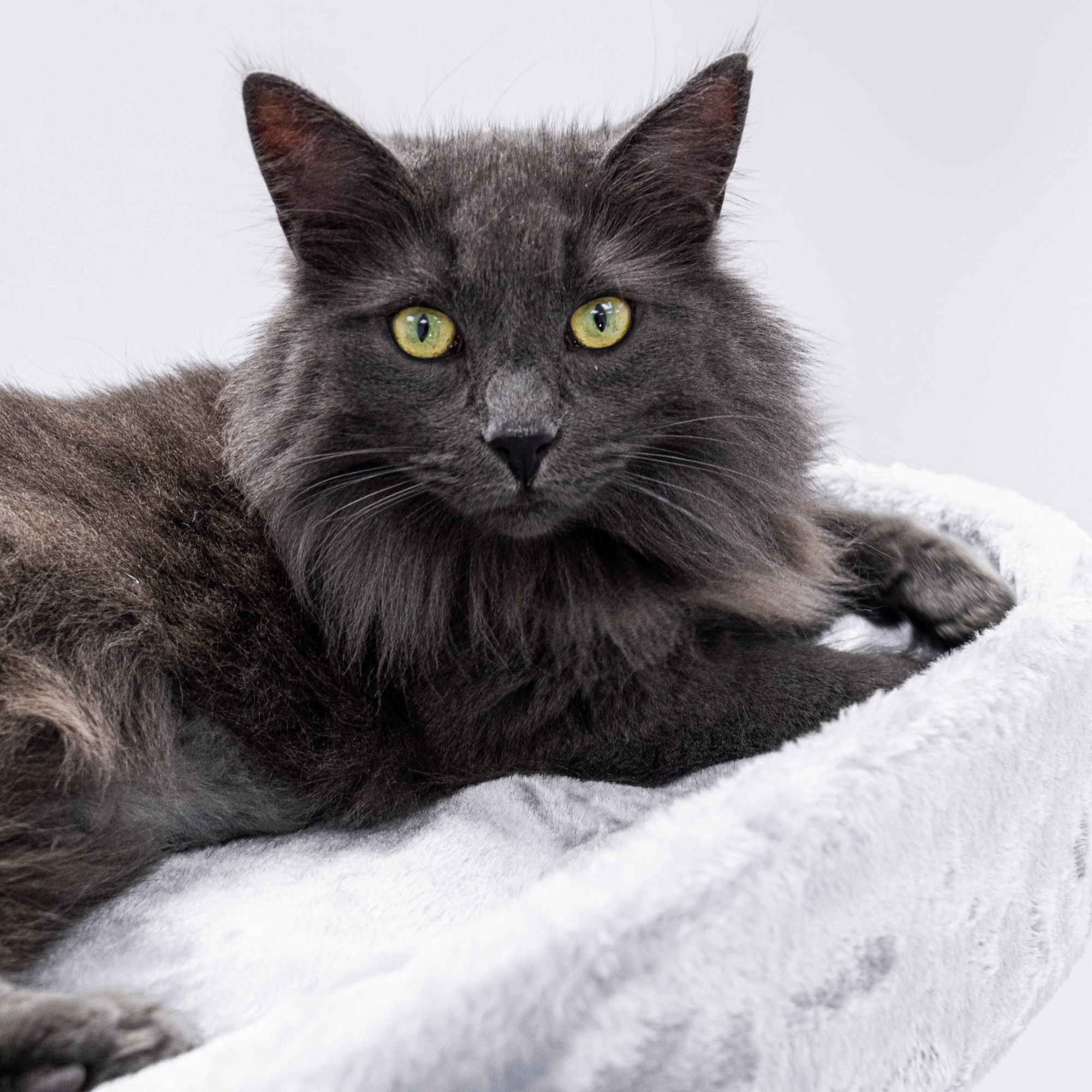 노르웨이숲 분양