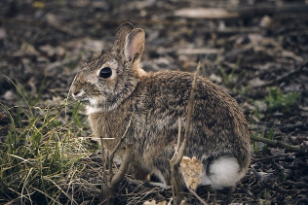 토끼띠 2025년 운세