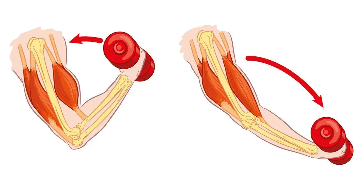등장성 운동&#44; Isotonic contraction