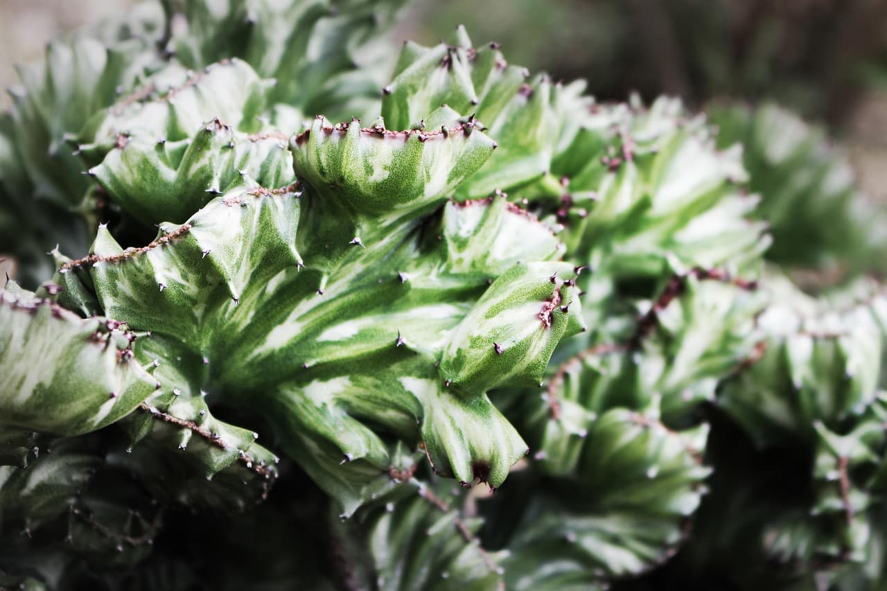 희귀식물이 다른 생물과 공생하는 사례 연구