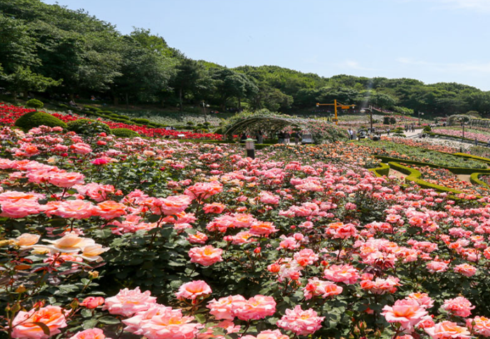 부천 백만송이 장미원 장미 사진