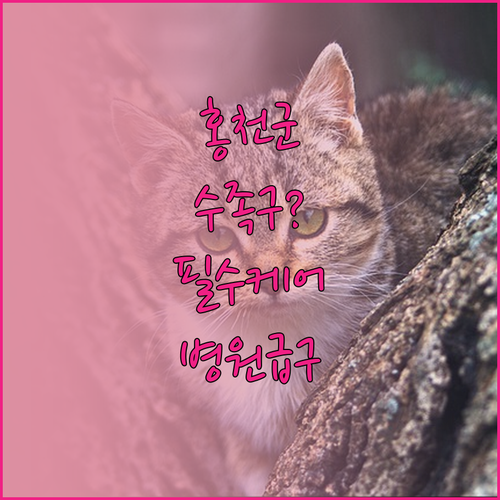 홍천군 수족구 진료 가능 병원과 집에..