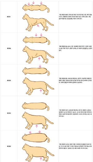 고양이 체중 관리 방법 적정 체중 비만 예방 총정리