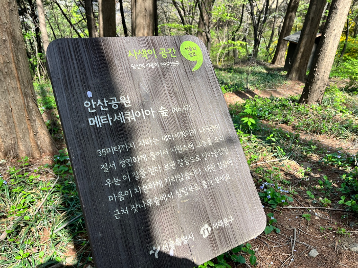 안산공원 메타세쿼이아 숲