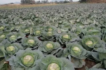 6월에 심는 밭작물 채소_12