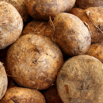 당뇨에 좋은 히카마 효능, 부작용, 먹는법 알아보기