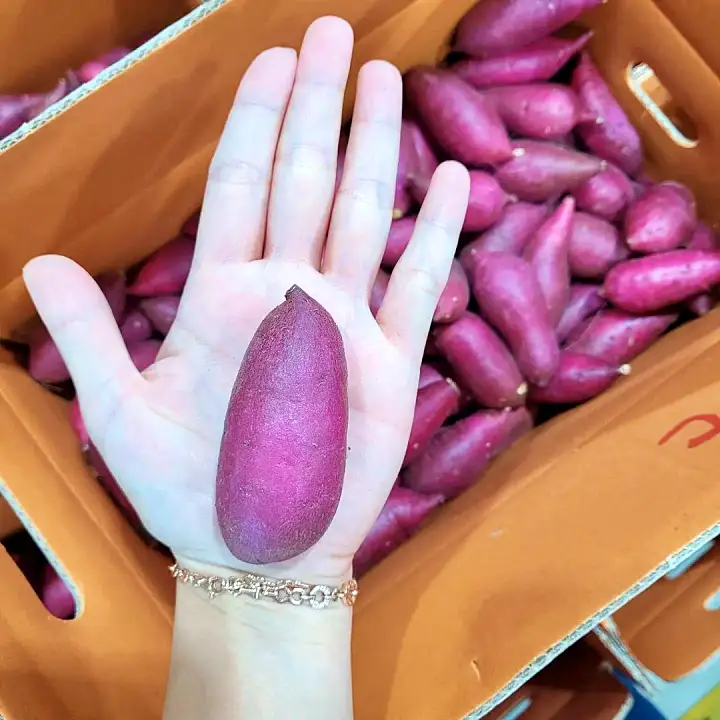 생방송오늘저녁 전북 김제 밤고구마 꿀고구마 고구마 전국 택배 온라인 전화 주문 추천