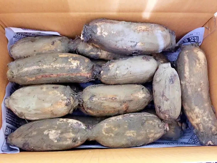 생방송오늘저녁 경기 김포 무농약 친환경 연근 연잎 연자 연꽃 전국 택배 온라인 전화 주문 추천