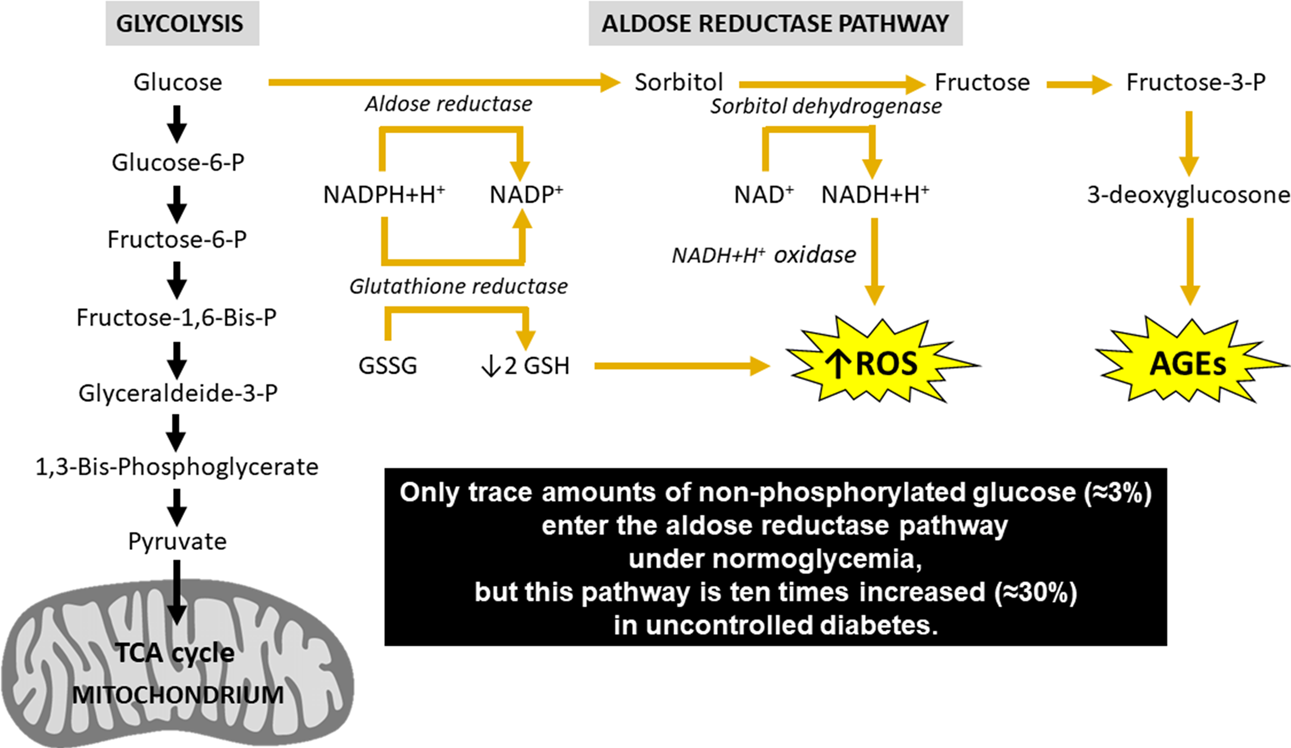 Translating the advanced glycation end products (AGEs) knowledge into real-world nutrition strategies