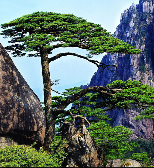 황산의 기묘한 소나무들