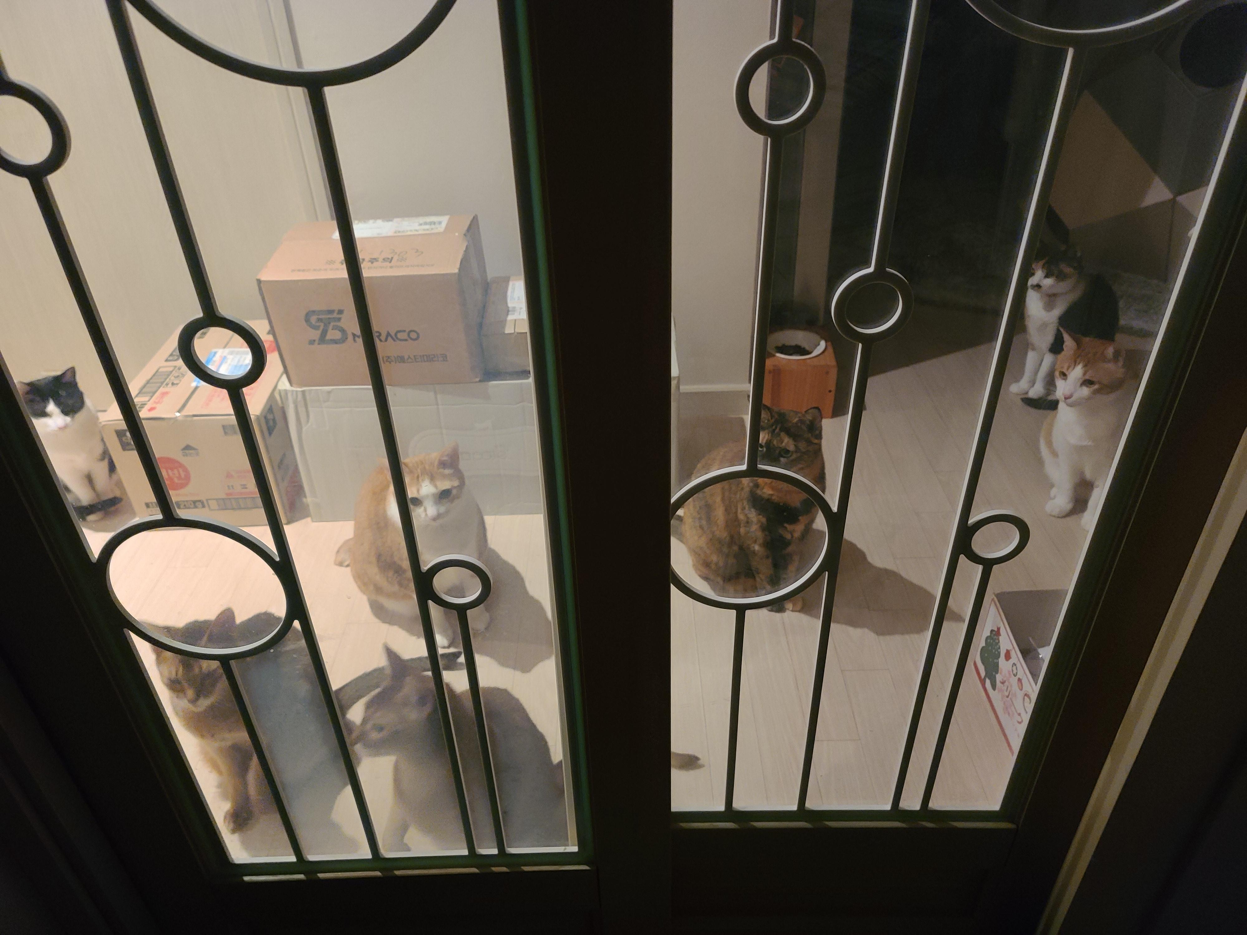 니들 웬일이야? 이맛에 피로풀리지 ㅋ 마중냥이들.