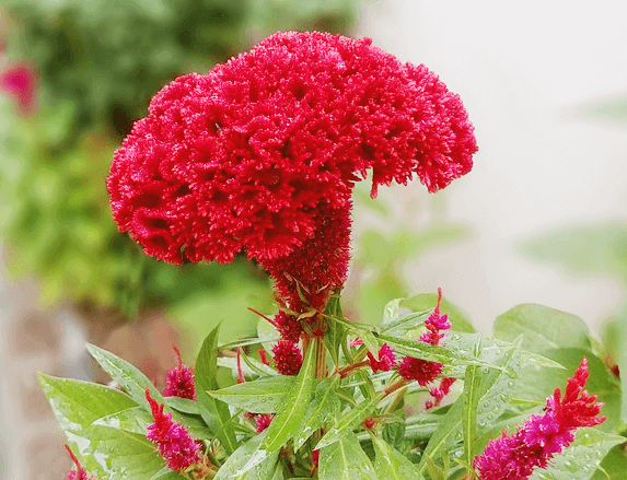 빨간색의 풍성한 맨드라미 꽃이 우뚝 솟아서 피어있다.