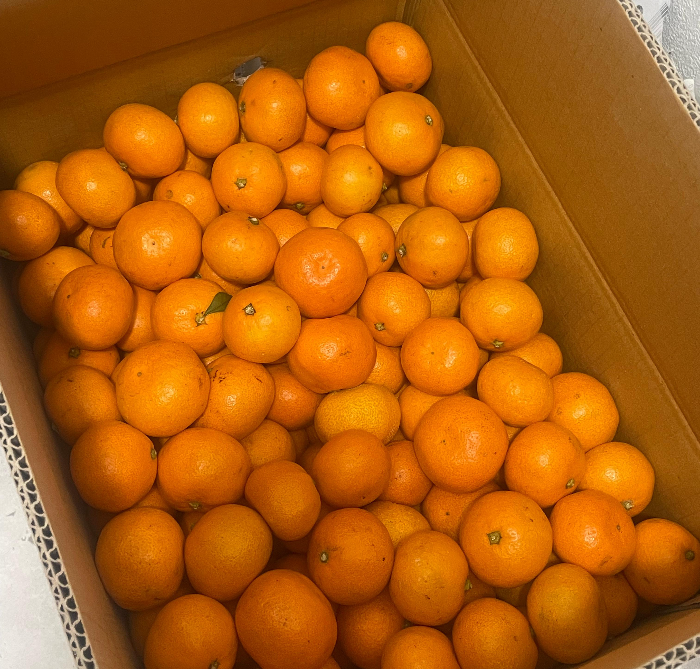 제주 노지 감귤