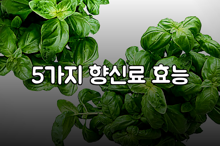 5가지 향신료 효능
