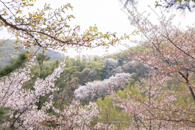 화담숲 입장료