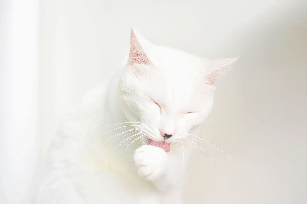 고양이 목욕시키는 방법&amp;#44; 횟수