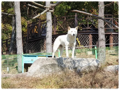 진도개테마파크