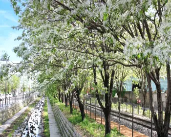 전주 이팝나무 철길_4