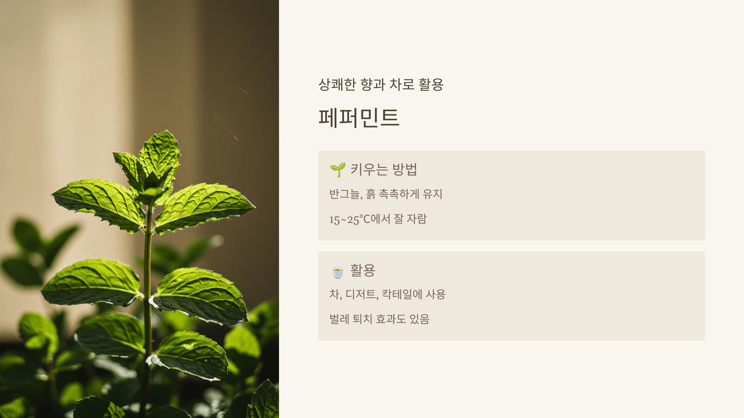 페퍼민트 &ndash; 상쾌한 향과 차로 활용
