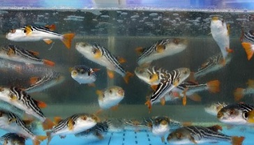 국내산까치복