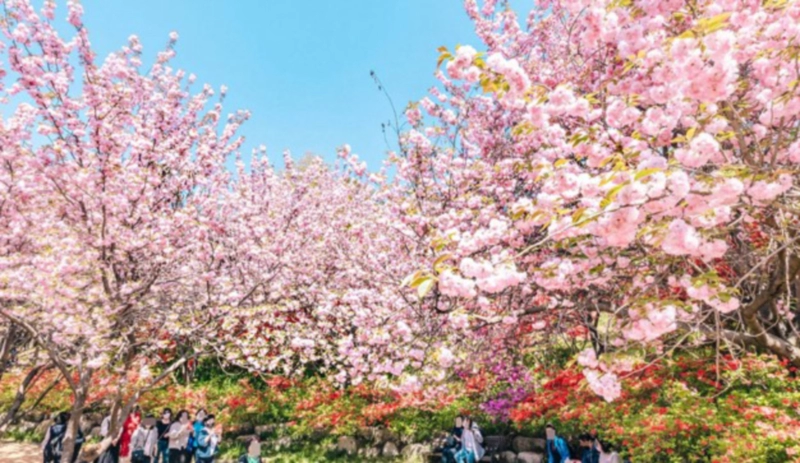 전주 완산공원 벚꽃축제