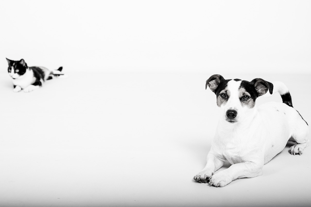 반려동물 심리학의 기초, 강아지와 고양이의 차이