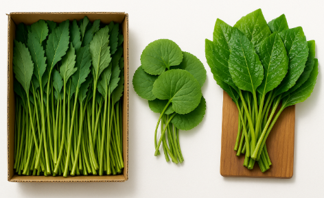 참취, 곰치, 곤드레 나물 사진