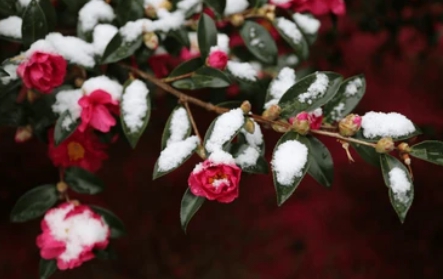 겨울 꽃 동백나무