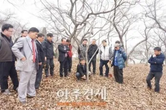 밤나무 재배 수분 수정 꽃가루 관리 해충 방제_10