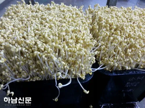 콩나물 재배 콩 불리기 온도 유지 깨끗한 세척_6