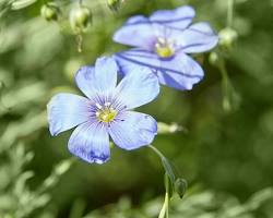 꽃아마 이미지 사진