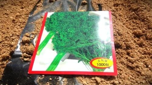 파슬리재배-종자-심는시기-파종시기-거름주기-밑거름