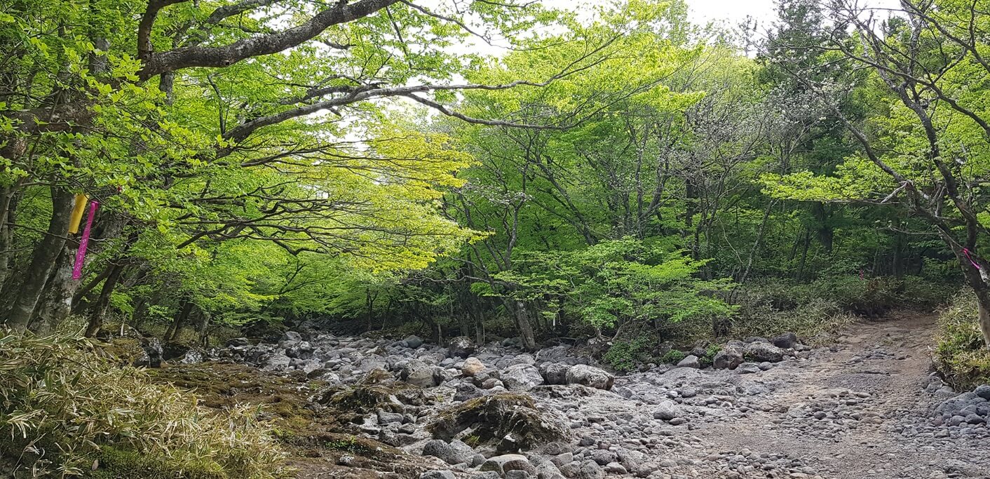 제주 국가숲길 시험림길 개방