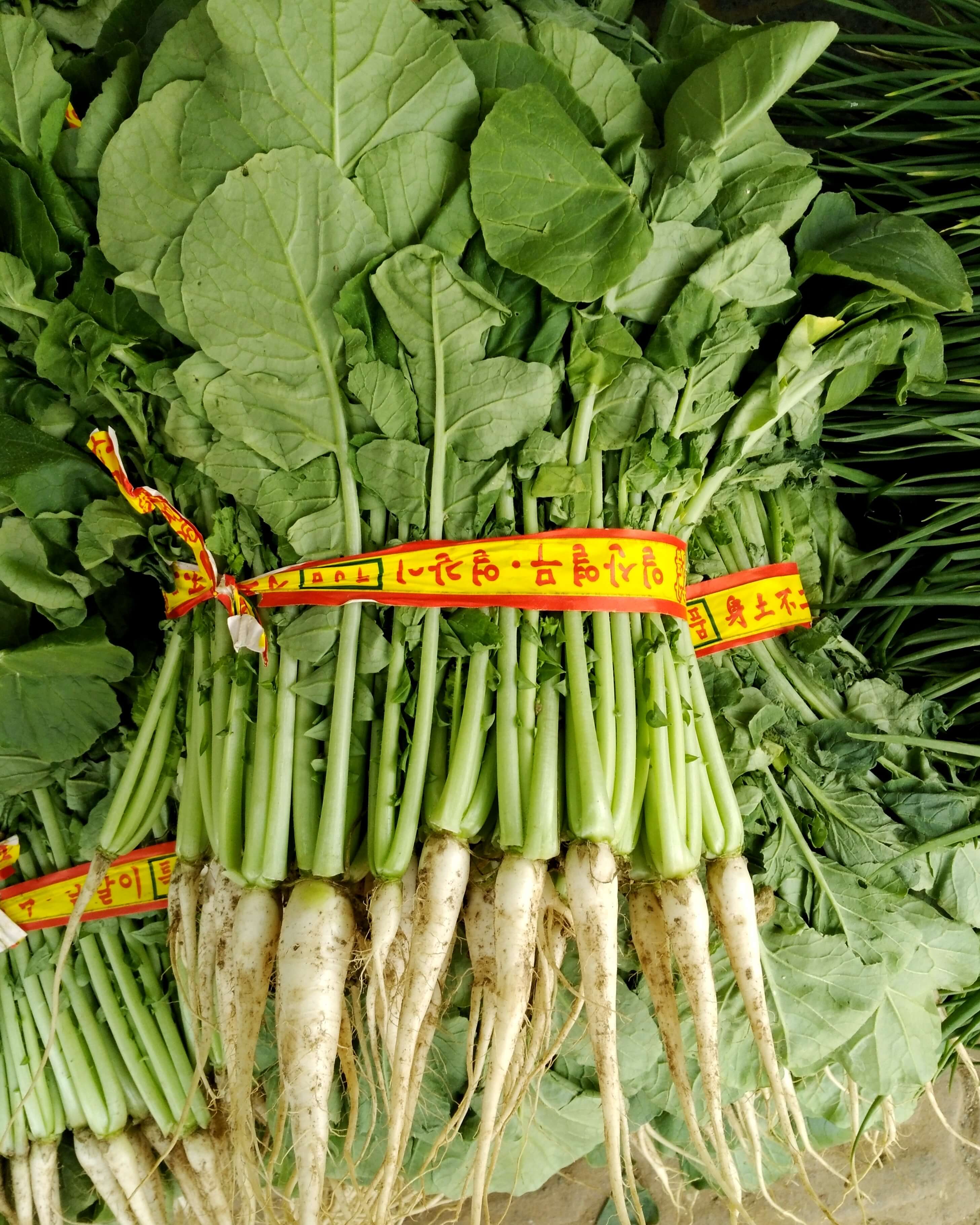 열무 심는 시기